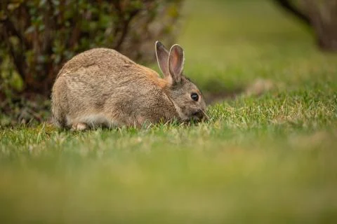The Easter rabbit on fresh green grass Stock Photos