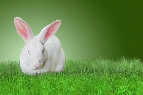 Easter rabbit on grass on green background Stock Photos