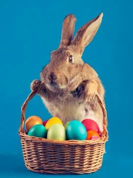 Easter rabbit holds a basket. Stock Photos