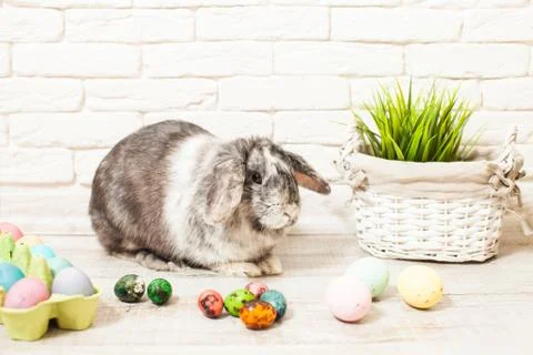 Easter rabbit in home Stock Photos