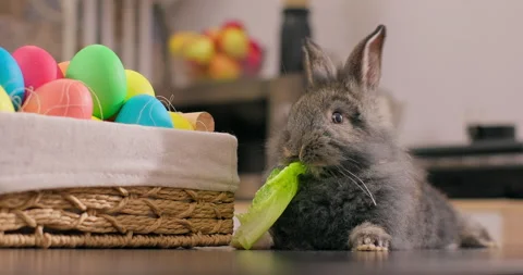 Easter rabbit laying near the basket full of Easter eggs and eating lettuce Stock Footage 232030804