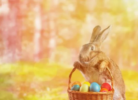 Easter rabbit on nature Stock Photos