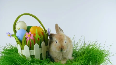 Easter rabbit with one ear down, near basket with eggs Stock Footage 104593978