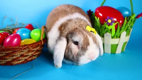 Easter rabbit pet lop bunny on blue screen. Video stock 90225925