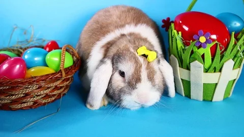 Easter rabbit pet lop bunny on blue screen. Stock Footage 90227948