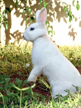 Easter rabbit Stock Photos