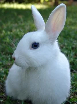 Easter rabbit Foto stock