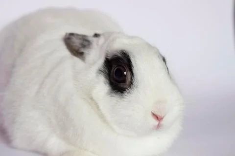 Easter rabbit Stock Photos