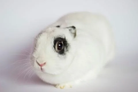 Easter rabbit Stock Photos