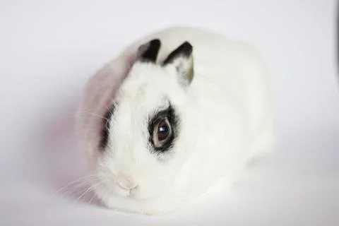 Easter rabbit Stock Photos