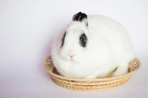 Easter rabbit Stock Photos