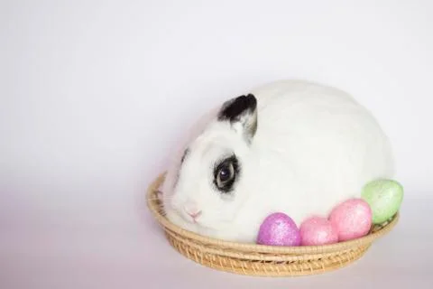 Easter rabbit Stock Photos