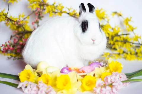 Easter rabbit Stock Photos