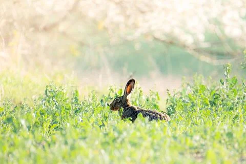 Easter rabbit Stock Photos