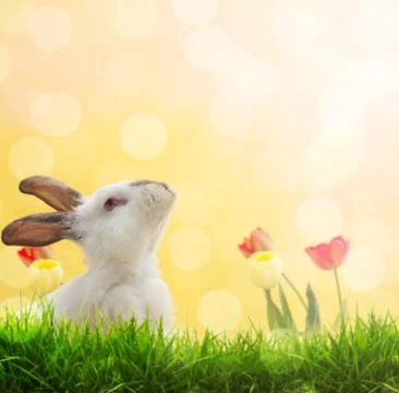 Easter rabbit standing beside Easter eggs Stock Photos