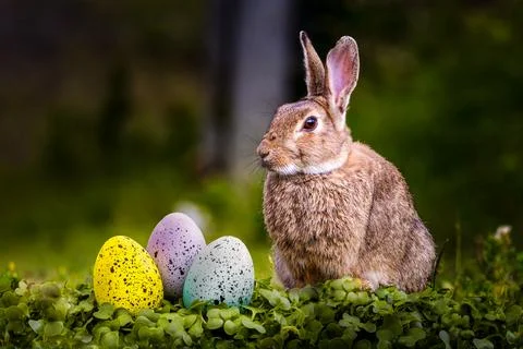A Easter rabbit is standing in front of three multicolored eggs. Easter bunny Stock Photos