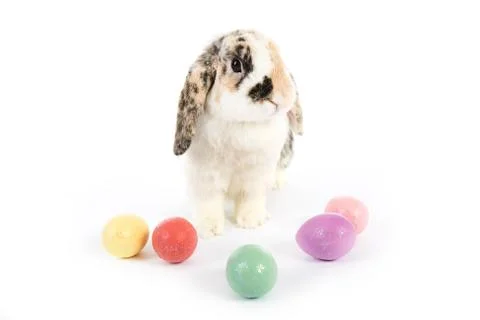 Easter: Rabbit Surrounded By Colorful Easter Eggs Stock Photos