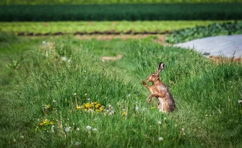 Easter rabbit in wilderness Stock Photos