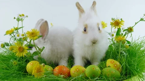 Easter rabbits and colorful eggs, green grass with flowers Stock Footage 103849880
