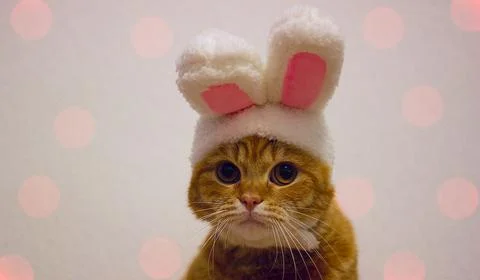 Easter red cat with rabbit ears. Banner, Easter screensaver for design. New Year Stock Photos