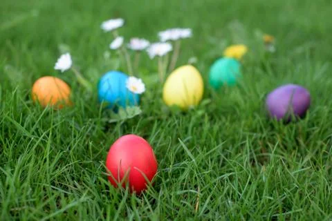 Easter red egg in a grass Stock Photos