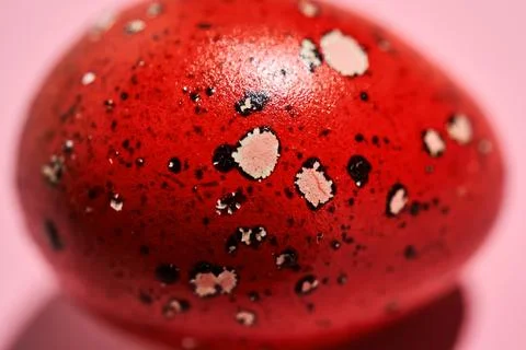 Easter red quail egg close-up. Texture. Fotos de archivo