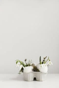 Easter rustic still life. Easter egg shells with blooming snowdrops and mos.. Stock Photos
