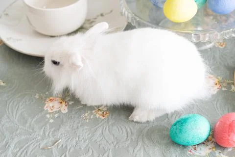 Easter scene with white eggs Stock Photos