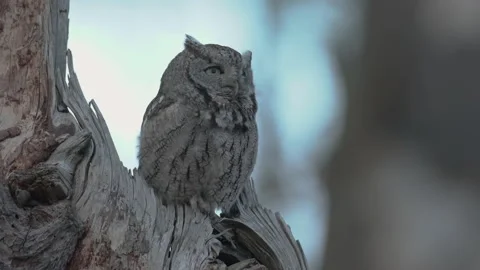 Easter Screech owl (Megascops asio) Stock Footage 131205120