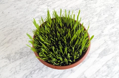 Easter seedlings in a pot on a marble table Foto stock