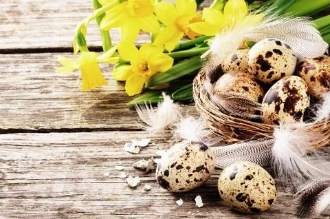 Easter setting with quail eggs and yellow daffodils Stock Photos