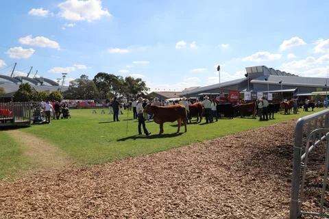 Easter Show Stock Photos