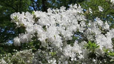 Easter shrub Stock Footage