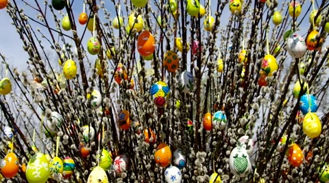 Easter shrub in spring, willow shrub Stock Footage 52066747