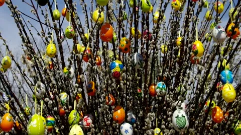 Easter shrub willow Stock Footage 48401511