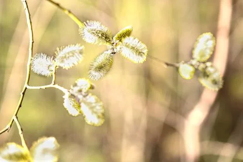 Easter spring background flowering willow Stock Photos