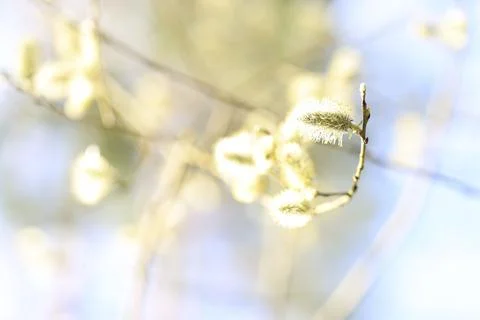 Easter Spring background with flowering willow Stock Photos