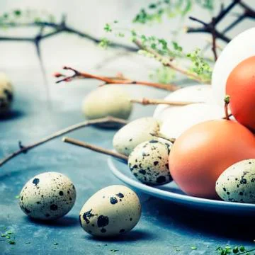 Easter spring composition with colorful chicken and quail eggs, gray backgrou Stock Photos
