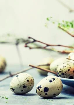 Easter spring composition with colorful chicken and quail eggs, gray backgrou Stock Photos