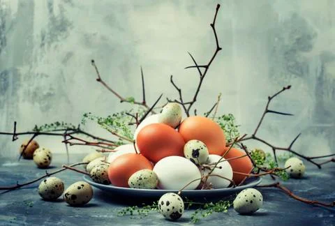 Easter spring composition with colorful chicken and quail eggs, gray backgrou Stock Photos