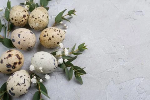 Easter spring decorative composition  with easter quail eggs and leaf sprigs Foto stock
