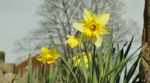 Easter spring flowers in church yard Stock Footage 36409339
