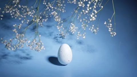 Easter, spring flowers with egg, blue background Stock Footage 263547292