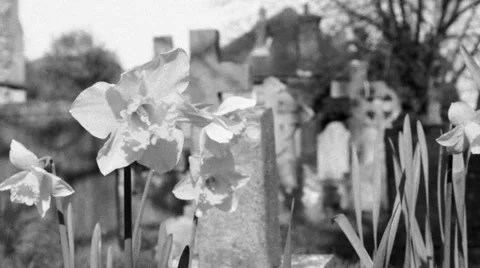 Easter spring flowers in grave yard black and white fx Stock Footage 36488584