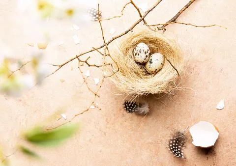 Easter spring time concept with a small nest on a tree branch Stock Photos