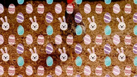 Easter sticker overlay appearing while speckled hen pecking bedding, turning Stock Footage 328384313