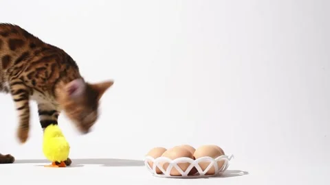 Easter still life, bengal kitten plays with eggs and toy chick on white Stock Footage 238534667