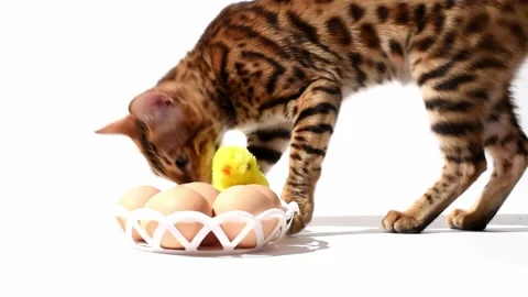 Easter still life, bengal kitten plays with eggs and toy chick on white Stock Footage 238534703