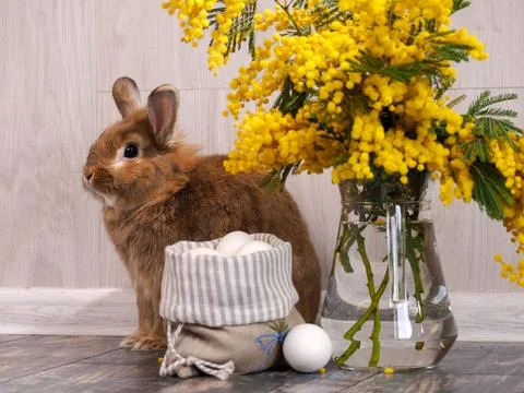 Easter still life with rabbit, eggs and Mimosa Stock Photos