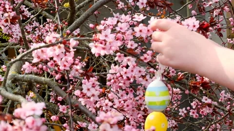 Easter street decoration. Decorated Easter tree. Stock Footage 224477377